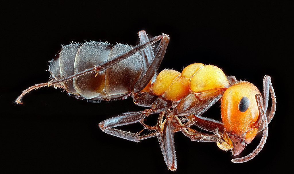 Ant Control service in Shreveport, LA