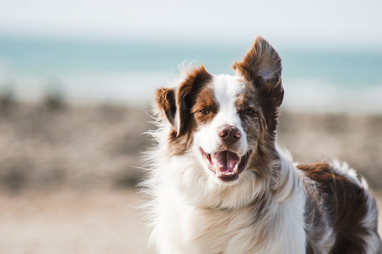 Flea & Tick Control service in Shreveport, LA