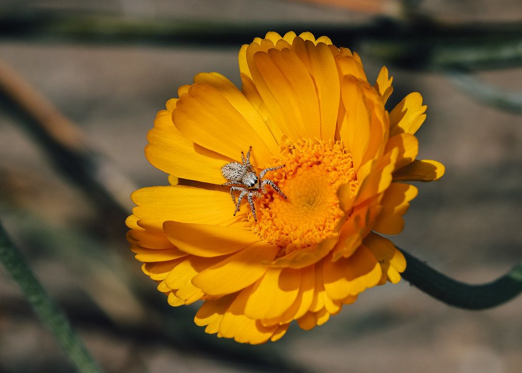 Spider Control service in Shreveport, LA